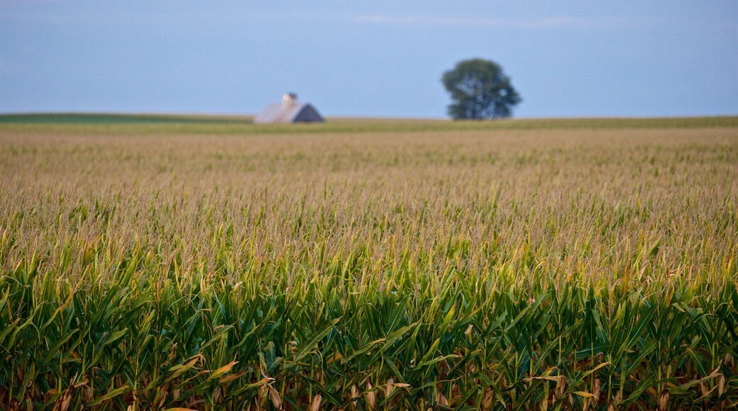 Illinois showing farmland and landscape views