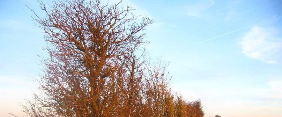 Hedgerow near Warden Hill. Just a hedgerow plain and simple.