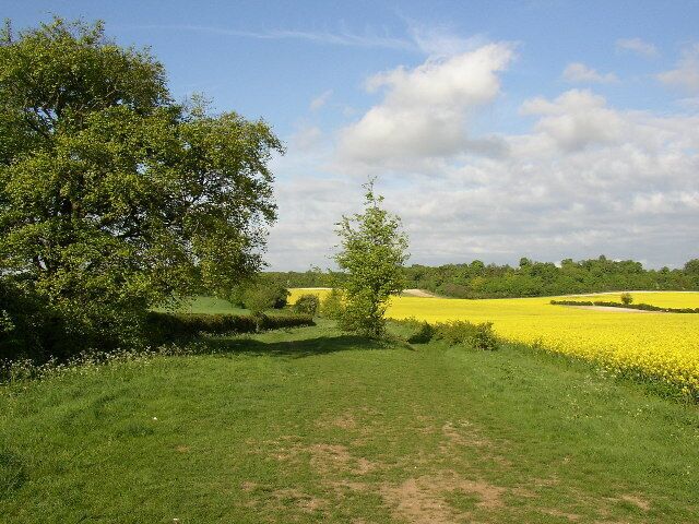 The Icknield Way at Lilley. Here, at TL109283 approx. looking NE, the Way is a broad green track. Behind the photograph it is a modern road for 500m.