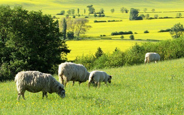 A grassy field with sheep grazing, a tree, and rolling hills in the background.