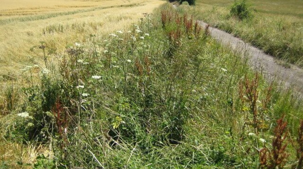 Stopsley Common The end of the tarmac lane from Butterfield Green.