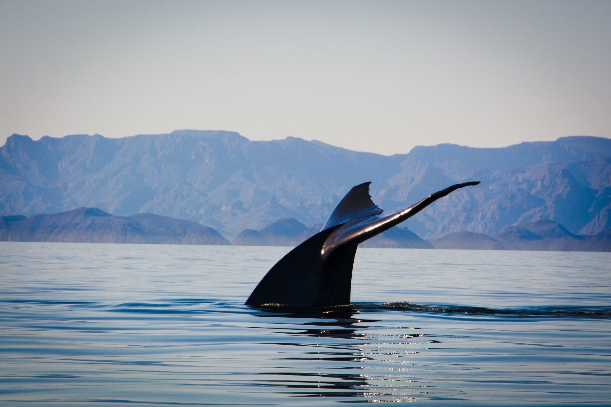 The Island Coronado off the coast of Baja Mexico is beautiful. It is part of a national park with five islands. Today we were in search of the mighty blue whale and Mother Nature did not let us down. 