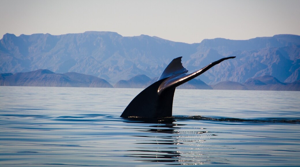 The Island Coronado off the coast of Baja Mexico is beautiful. It is part of a national park with five islands. Today we were in search of the mighty blue whale and Mother Nature did not let us down.