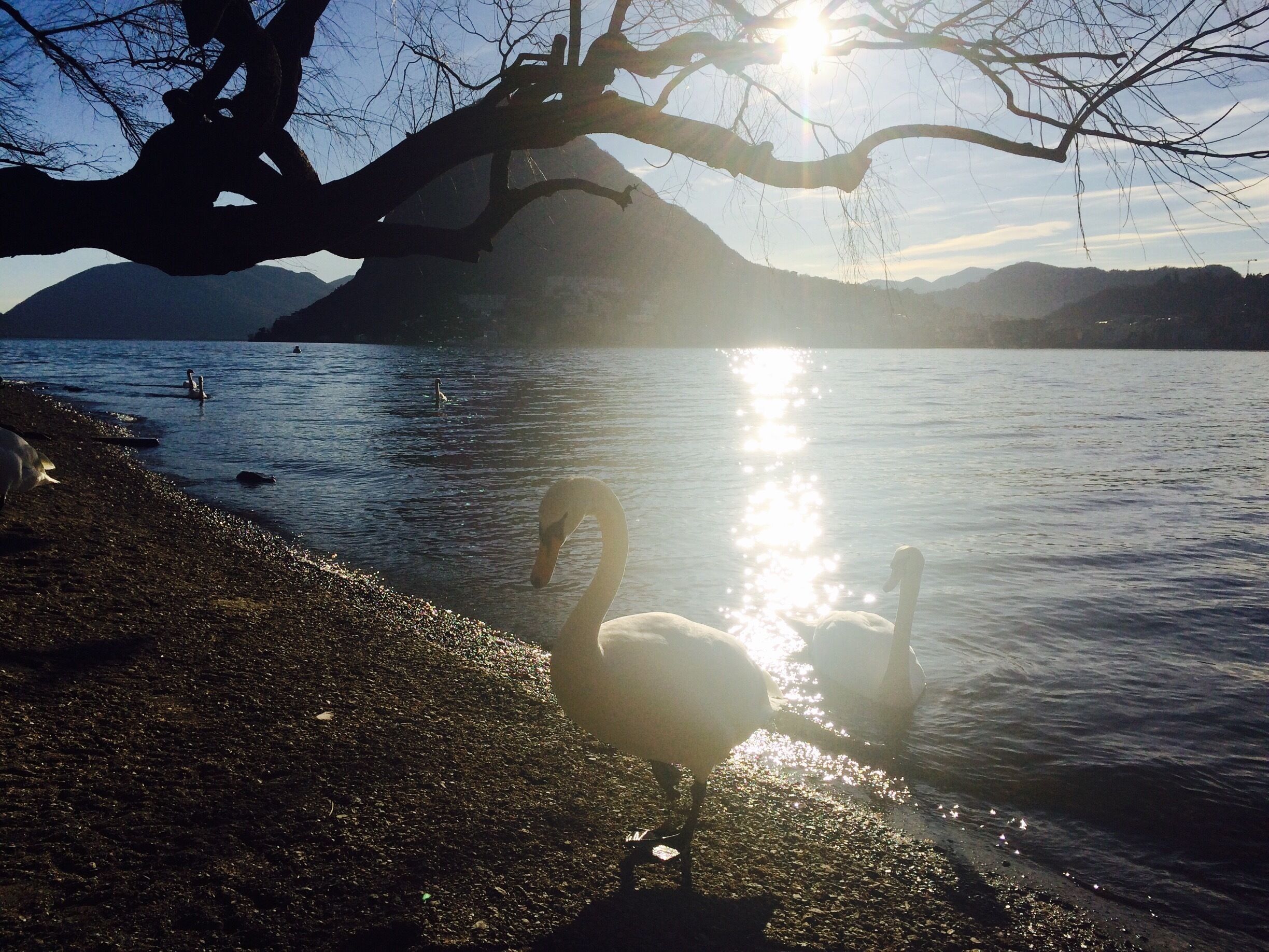 Parco Civico, Lugano
