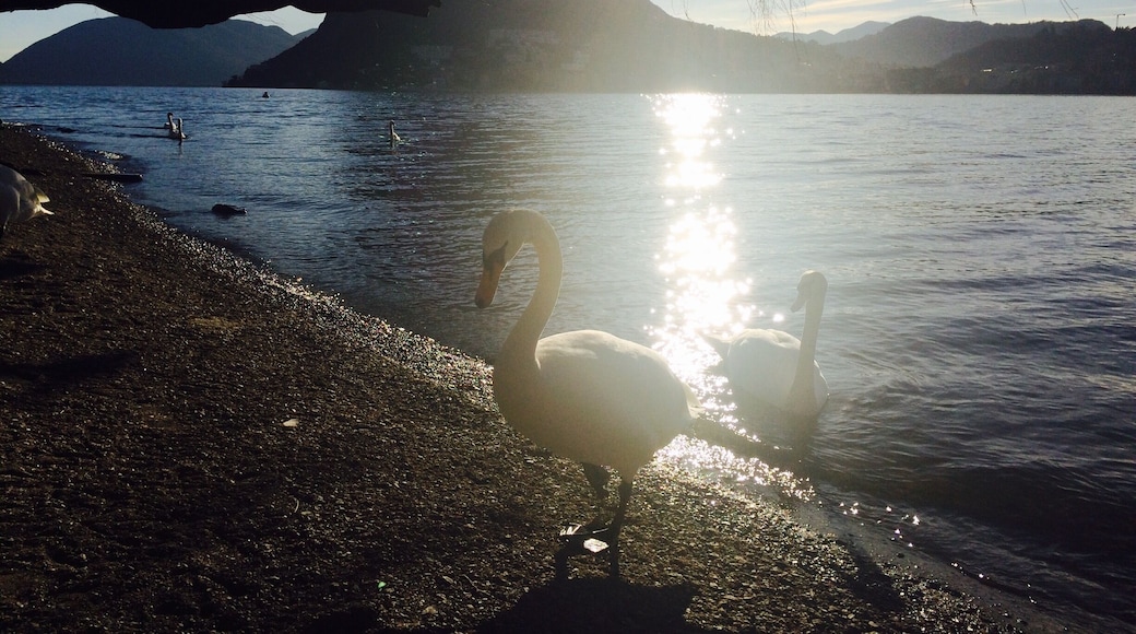 Parco Civico, Lugano