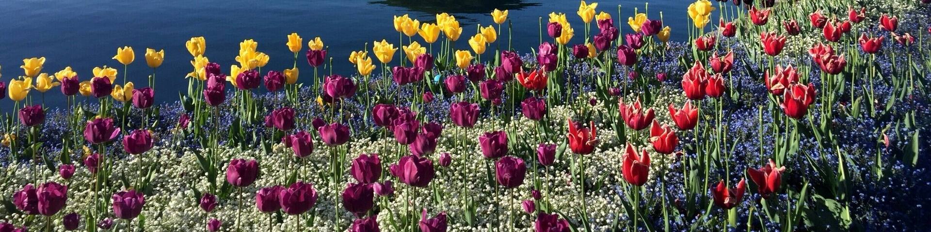 Beautiful view on Monte San Salvatore from Lugano's botanic gardens.
It is possible to take a funicular to the top of Monte San Salvatore, and to hike down from there. Count 4h to get to Morcotte, voted most beautiful village of Switzerland in 2016. From Moroctte, you can take the boat back to Lugano.
#Ticino #Switzerland #Lifeatexpedia #Lugano #Lake #Flowers #Botanicgardens #Hiking