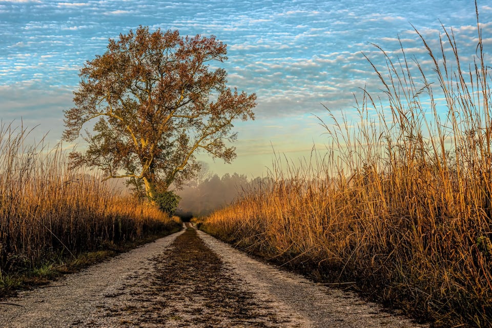 A gravel road flanked by tall grasses and a large tree.