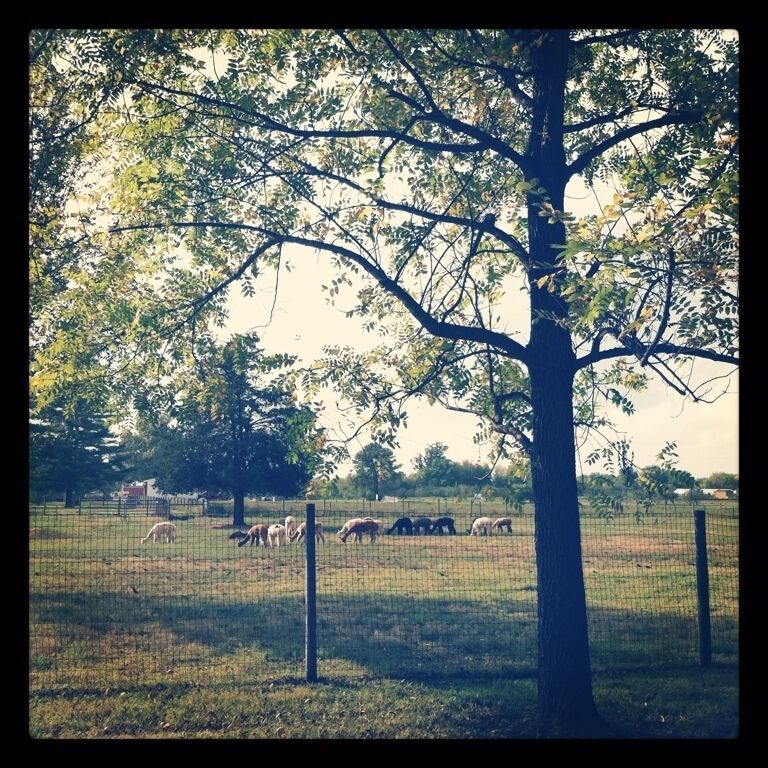 White Violet Farm Alpacas - part of an Eco-justice center run by the Sisters of Providence