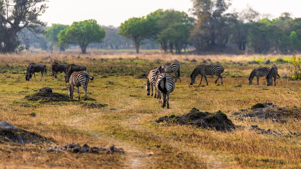Zebras grazing in a grassy savannah with scattered trees and rocks.