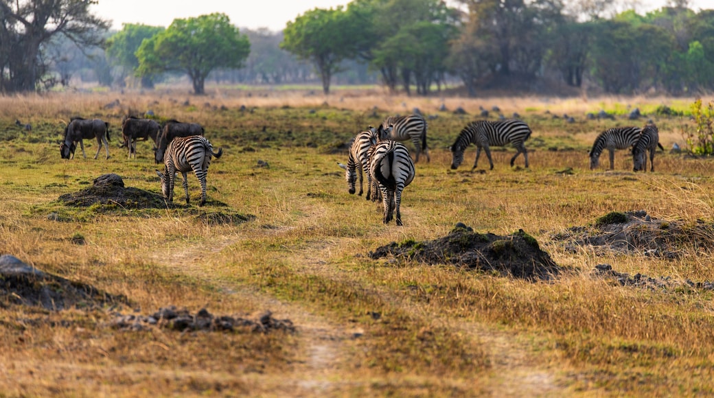Wilelife at Chaminuka Game reserve in Zambia, Africa