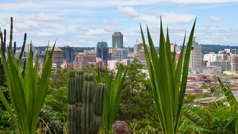 A cityscape with tall buildings and cacti in the foreground.