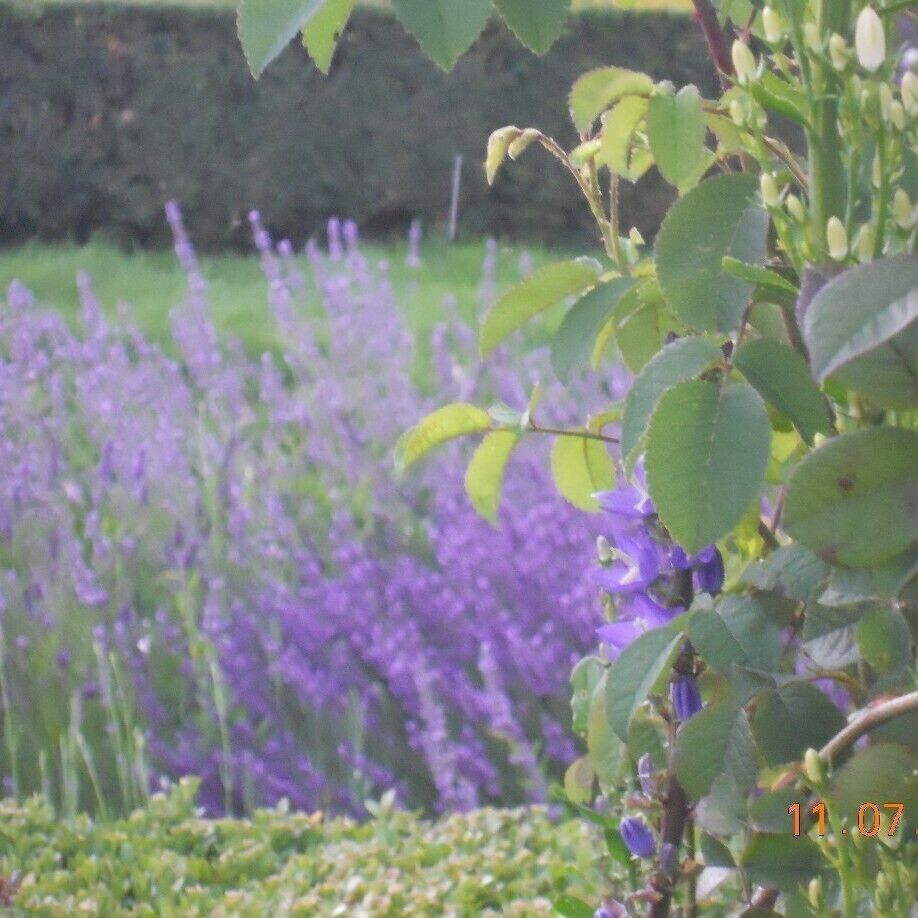 Lavender flowers in Luxemburg Gardens in Paris 