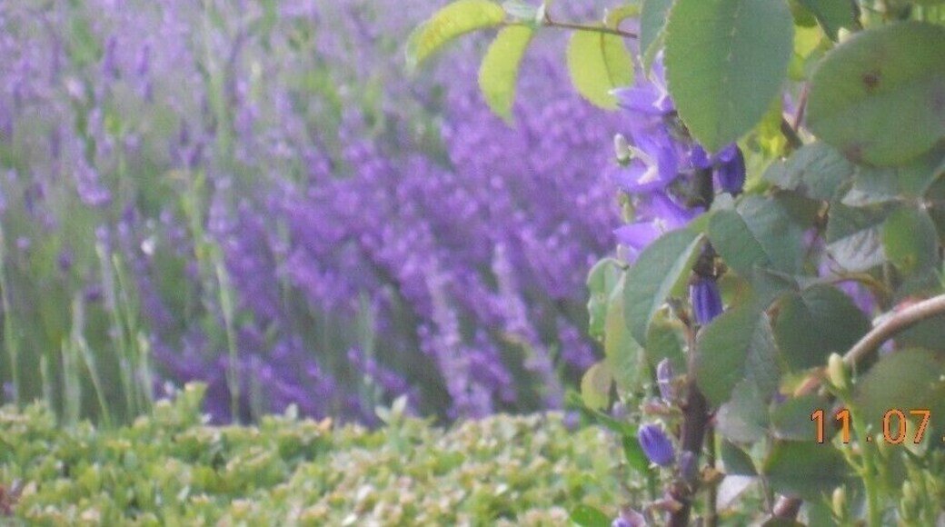 Lavender flowers in Luxemburg Gardens in Paris