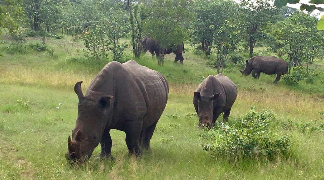 We had the good fortune to see these beauties on a walking safari in Mosi-au-Tanya national park. There are 10 white rhino there as well as zebra, giraffe, impala, elephants, hippo and others.