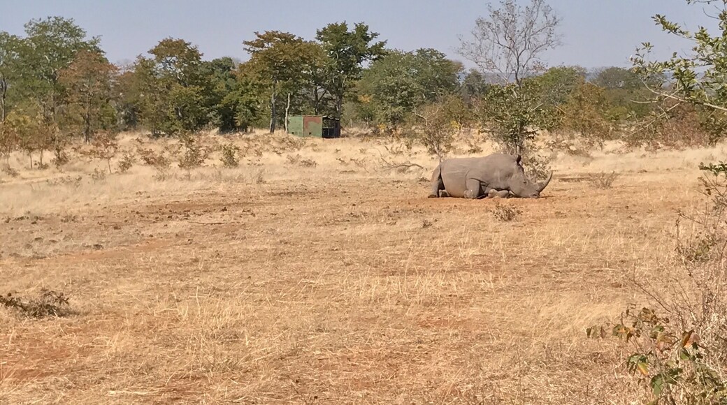 Good place to see some of the 12 rhinos kept here that are guarded by armed rangers all day.