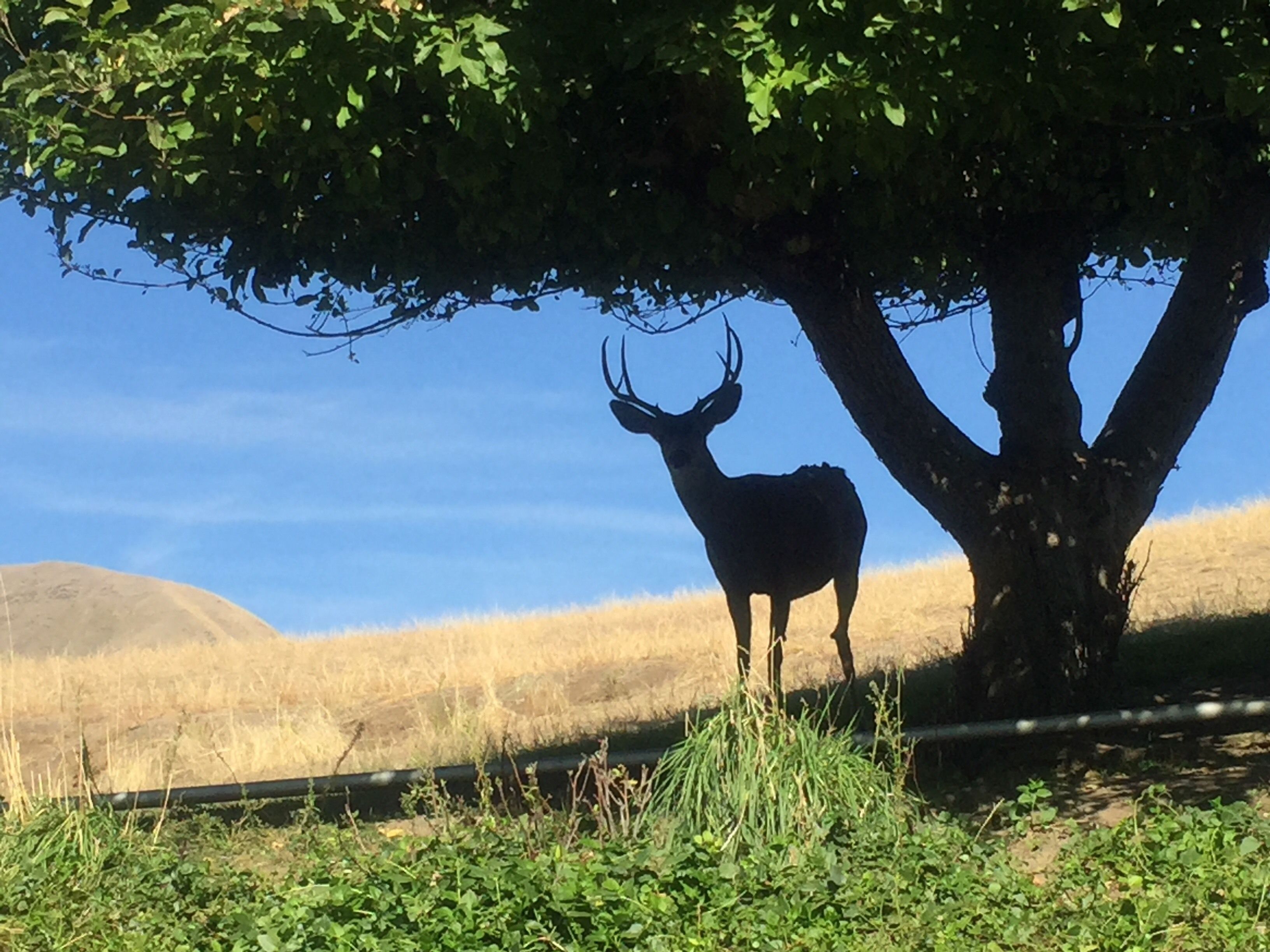 This hidden gem, Garden Creek Ranch, is run by the Nature Conservancy, and is located at the intersection of Idaho, Oregon, and Washington. It is found by heading up the Snake River in Clarkston, Washington, into Hell’s Canyon State Park. This deer was kind enough to pose for a few seconds while I was walking the ranch. I was able to find this Front Row Seat as a benefit of working on the luxury river boat, American Empress. #Trovember