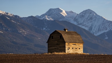 A wooden barn in a field with snow-capped mountains in the background.