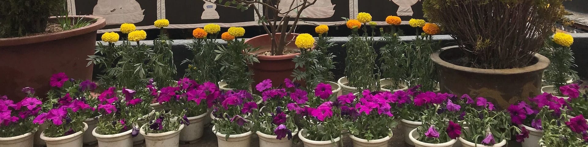 Sera Monastery is one of the "great three" Gelug university monasteries of Tibet, located 1.25 miles north of Lhasa and about 5 km north of the Jokhang. The other two are Ganden Monastery and Drepung Monastery.