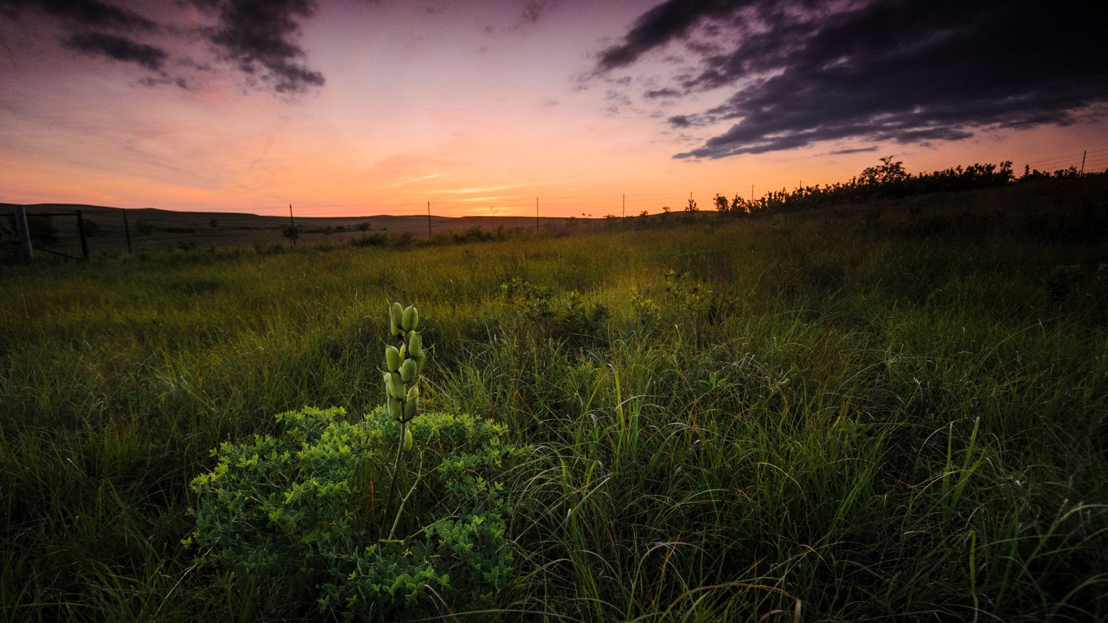 Kansas featuring a sunset and farmland