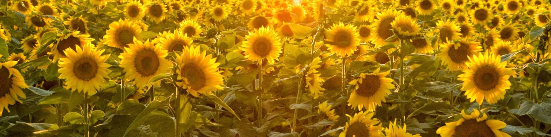 A sunflower field with trees in the background.