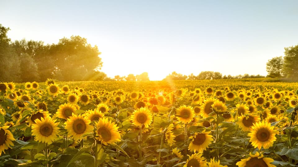 Kansas featuring flowers