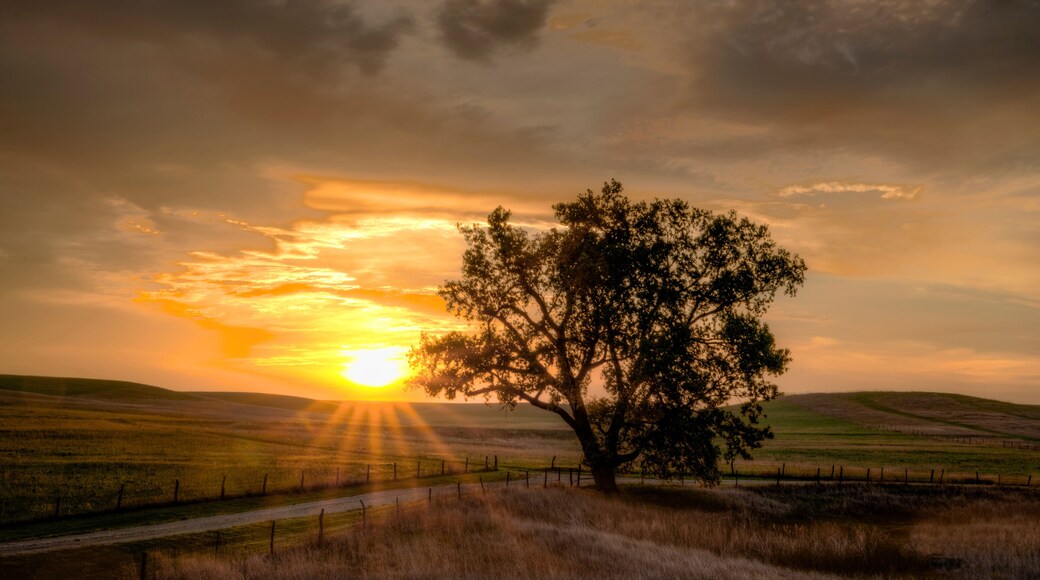 Un árbol solitario en un campo cubierto de hierba, con un atardecer de fondo.