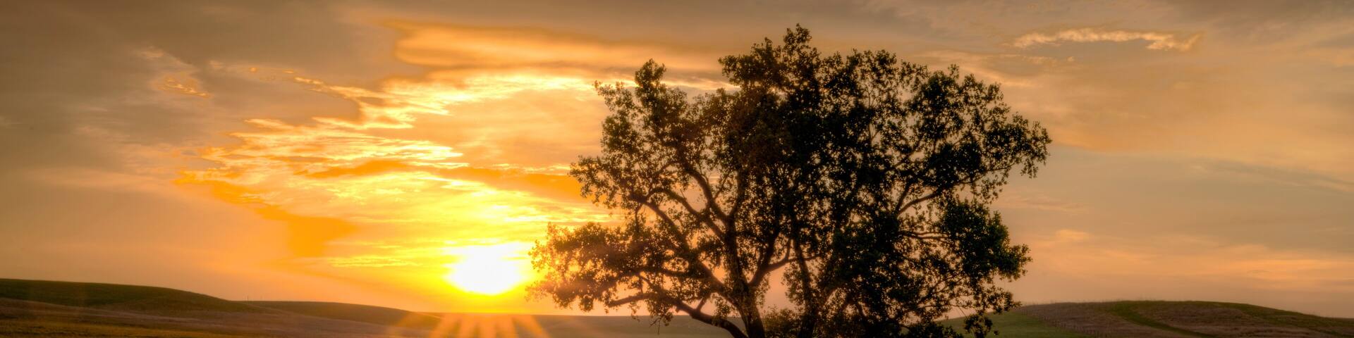 A solitary tree in a grassy field with a sunset in the background.