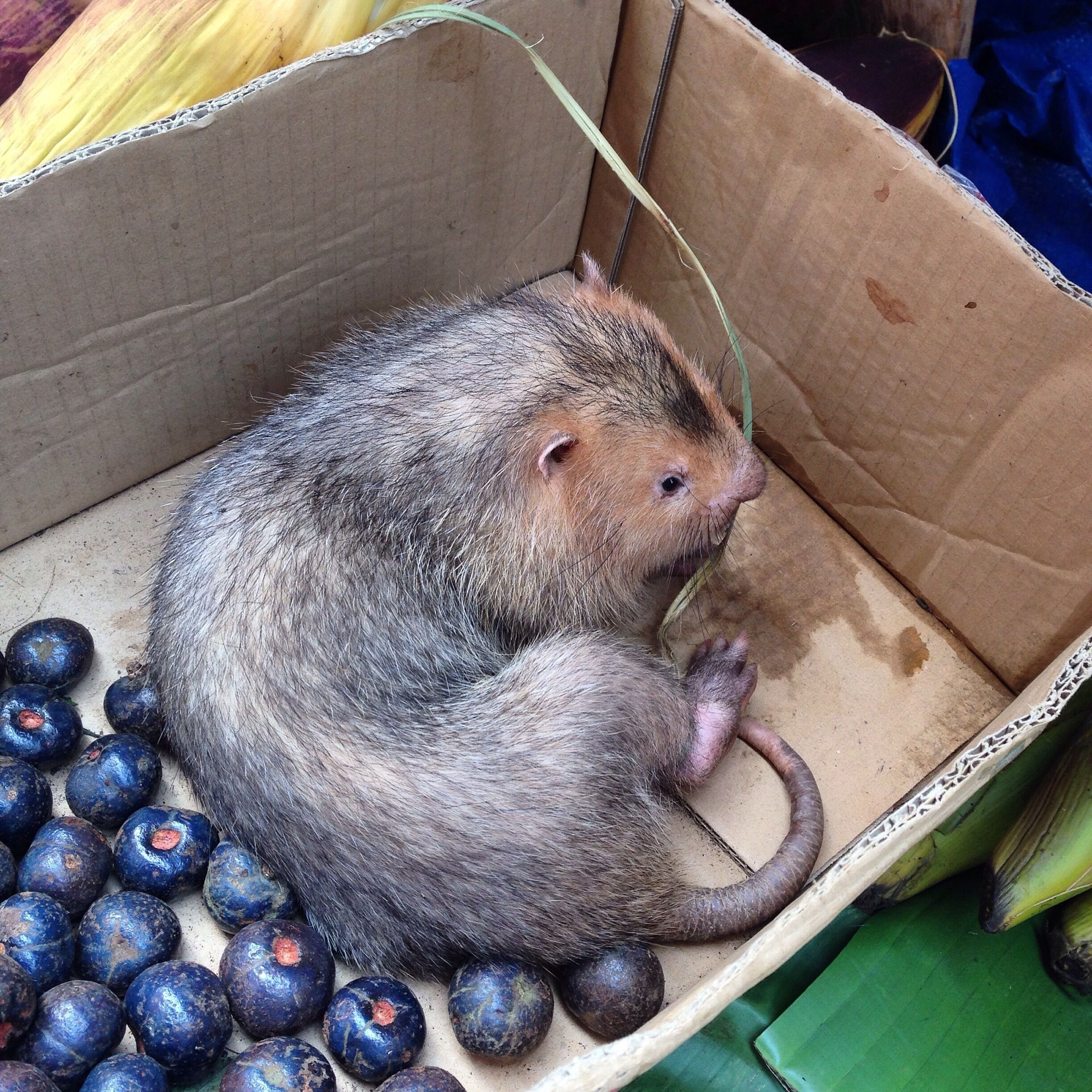 What's for dinner at the fresh market. #toocutetoeat
