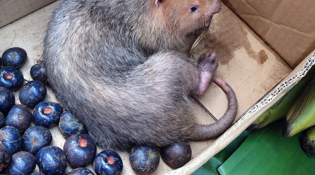 What's for dinner at the fresh market. #toocutetoeat