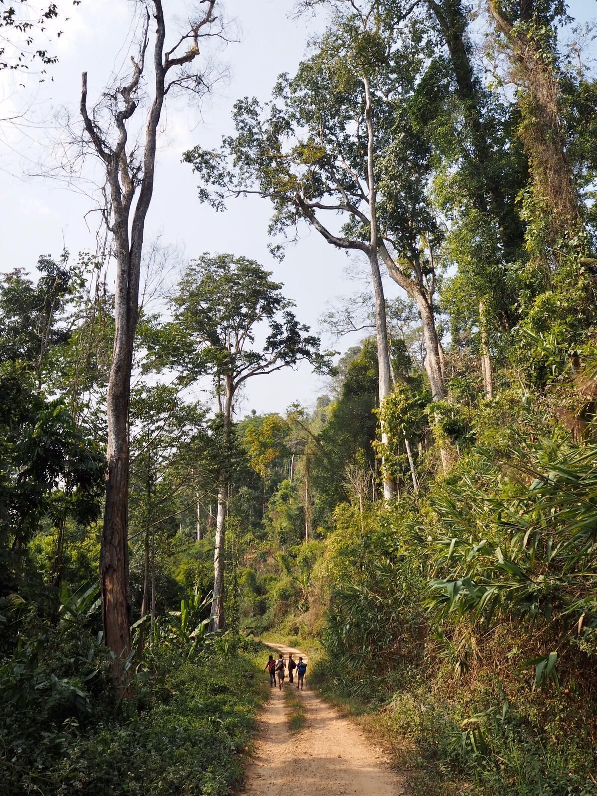 A must do for all the adventurous type out there. An awesome 3-days experience in the Jungle in Laos. You will hike and spleep in the jungle with two giudes. Amazing experience in the middle of nowhere!

#LifeAtExpediaGroup #Trekking #MiddleOfNowhere