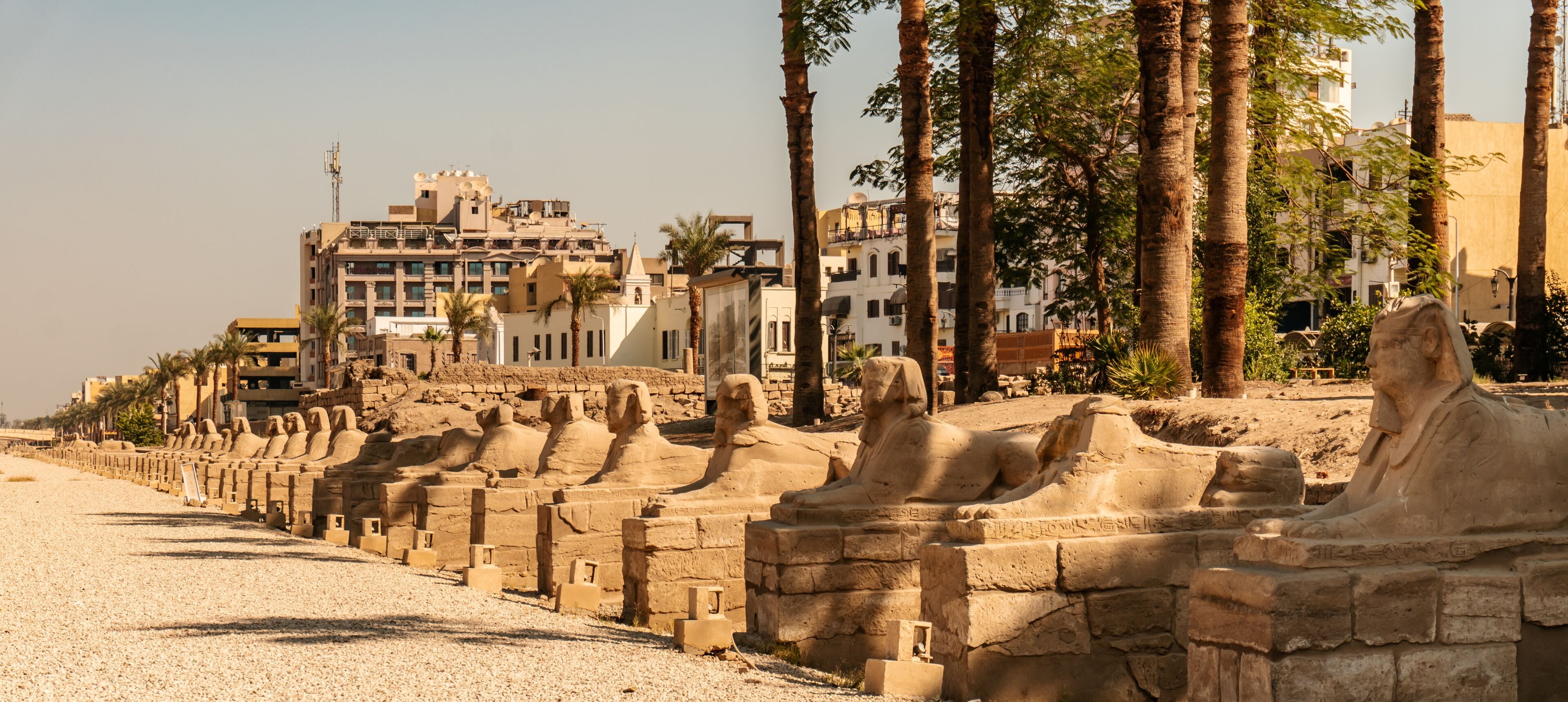 Una hilera de estatuas de esfinges a lo largo de una calle, con edificios modernos al fondo.