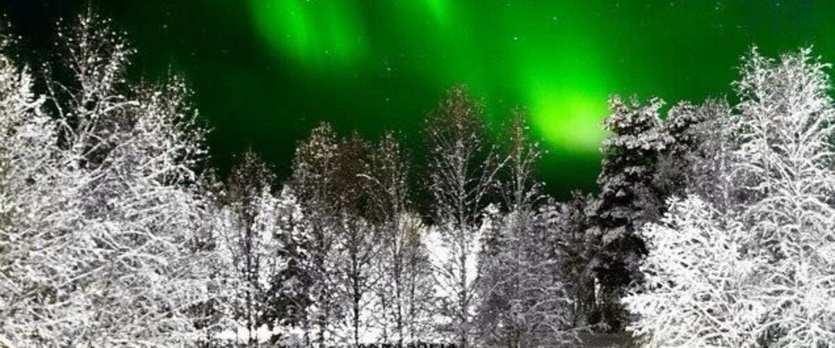 Des aurores boréales au-dessus d'un paysage enneigé parsemé d'arbres.