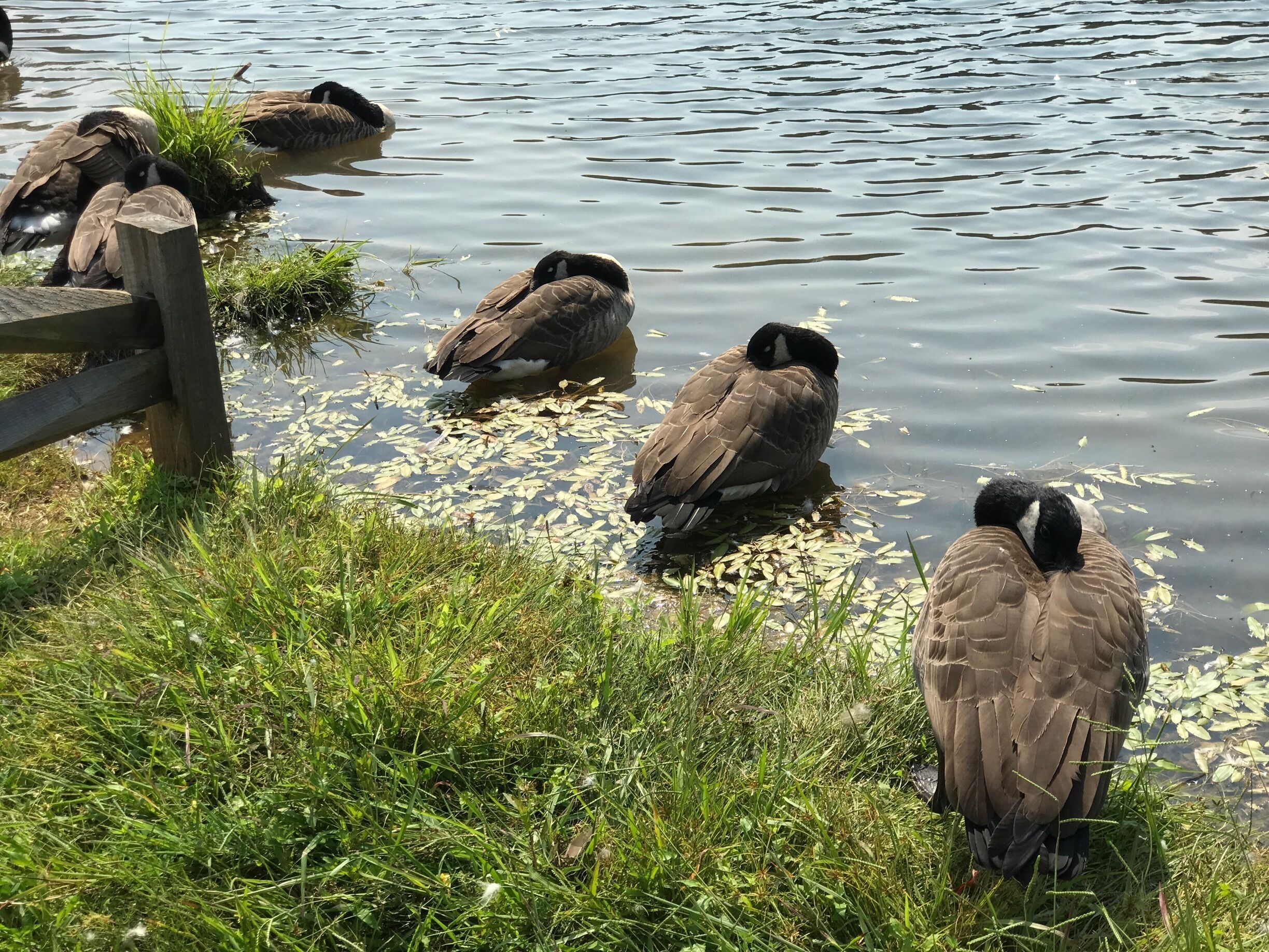 Napping Canadian geese. 
