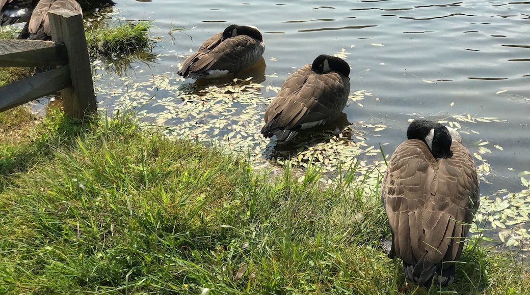 Napping Canadian geese.