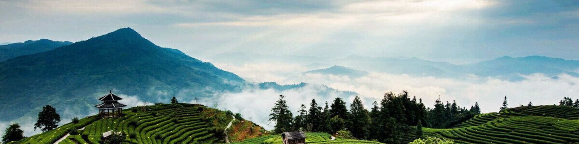 Tea-picking at the Buyang Fairy Mountain Tea Garden of #Sanjiang.
#三江布央仙人山茶园
https://twitter.com/Beautifulgx
