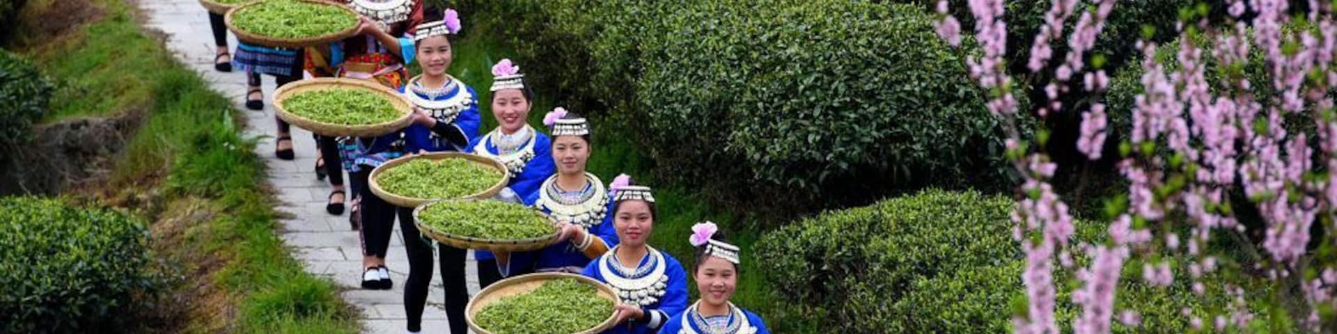 Dong people are busy picking Spring tea at the Buyang Fairy Mountain Tea Garden of #Sanjiang Dong Autonomous County,China.
https://twitter.com/Beautifulgx