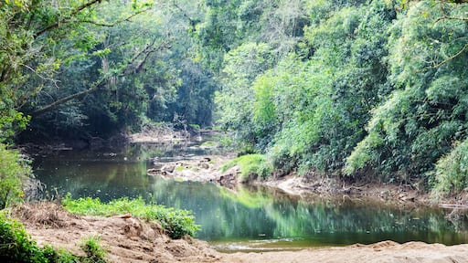 Rio e floresta.