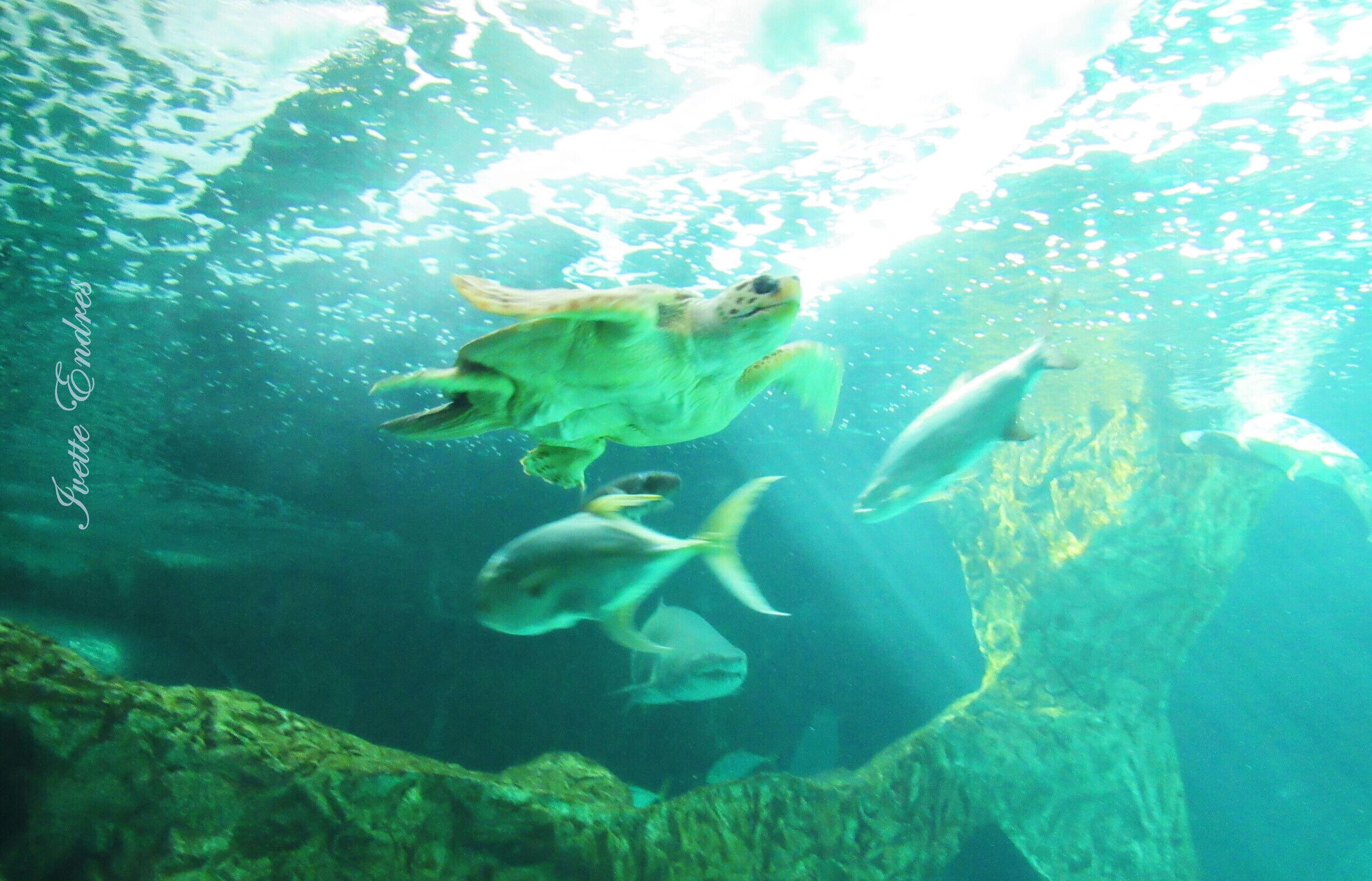 Tropical marine aquarium in Madrid.