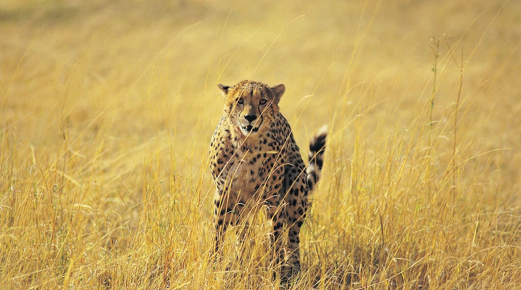 Cheetah (Acinonyx jubata) running in long dry grass