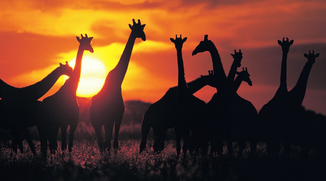 Giraffe herd in silhouette against sunset (Giraffa camelopardalis), Botswana, South Africa