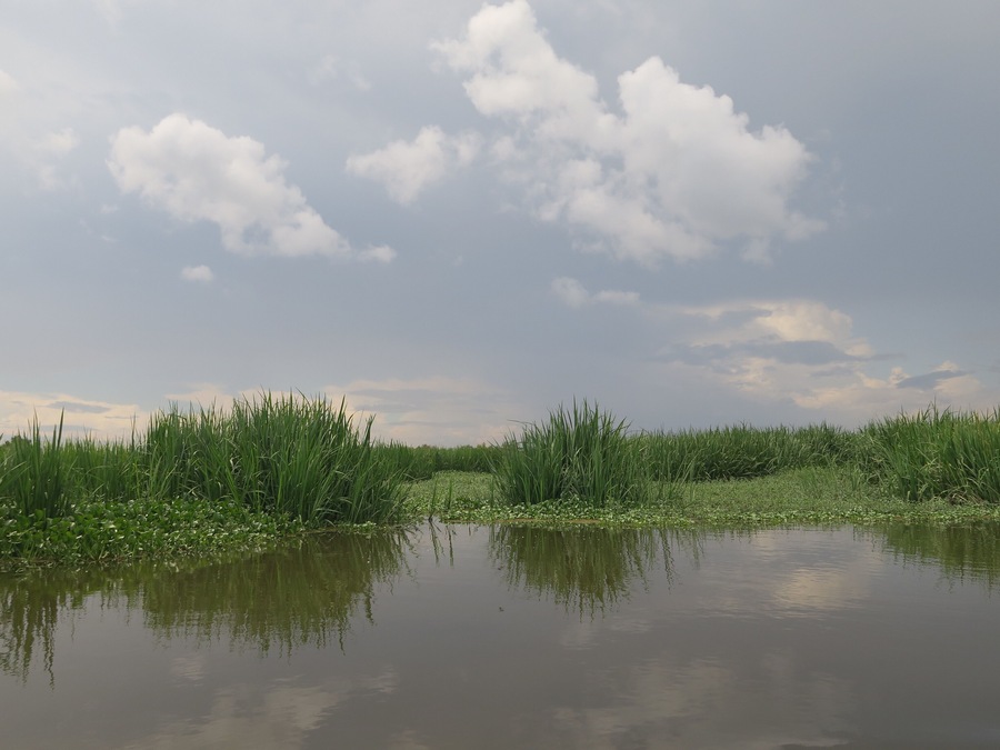 Swamp tour