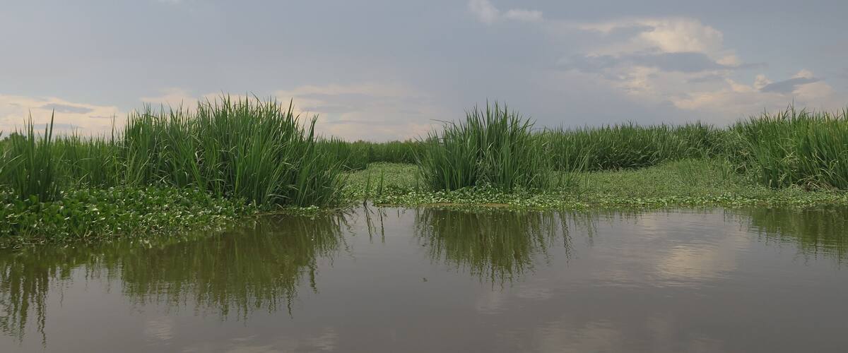 A calm water body with reflections of tall grasses and a cloudy sky.