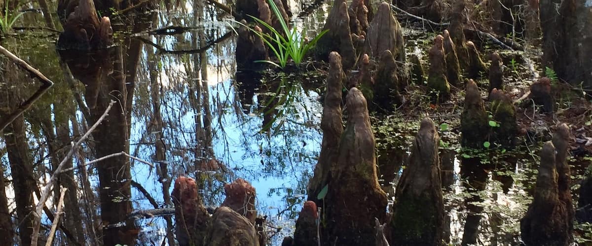 Bald Cypress 'knees' along the boardwalk path at the visitor center. They are an iconic swamp species!