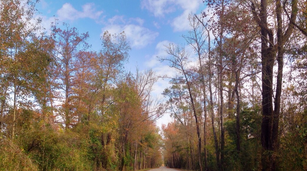 Thankful for unexpected detours down the beautiful back roads of Louisiana #travel