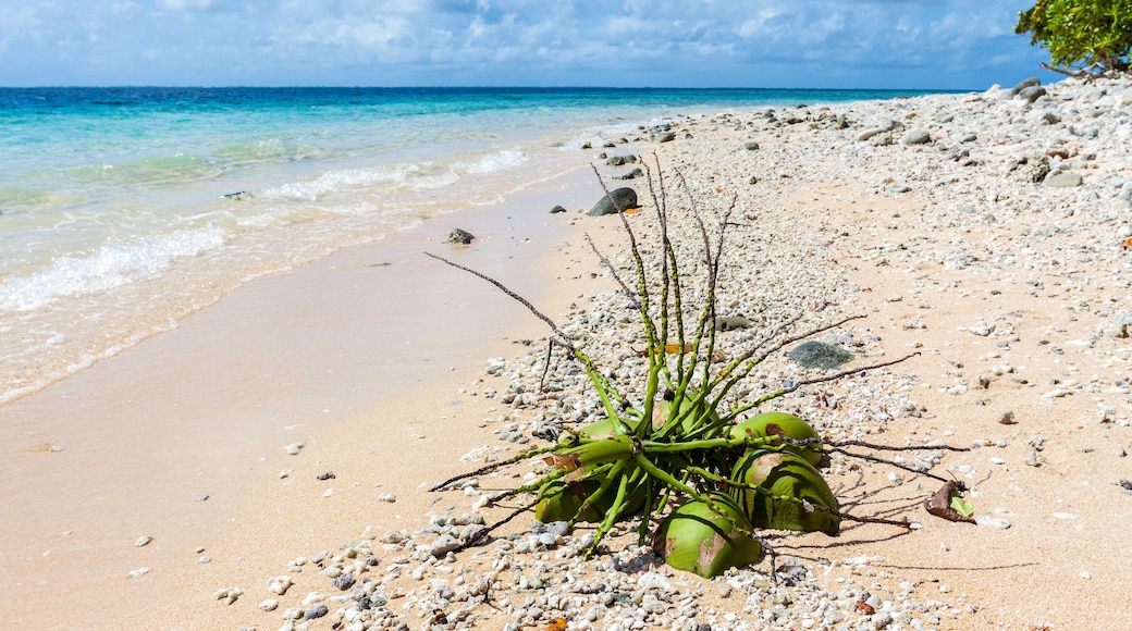 Fallen coconut bunch on a yellow sandy paradise beach of azure turquoise blue lagoon of Majuro atoll, Marshall Islands, Micronesia, Oceania.