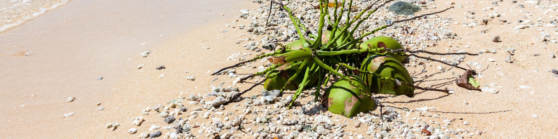 A beach with clear turquoise water, pebbly shore, and green seaweed.