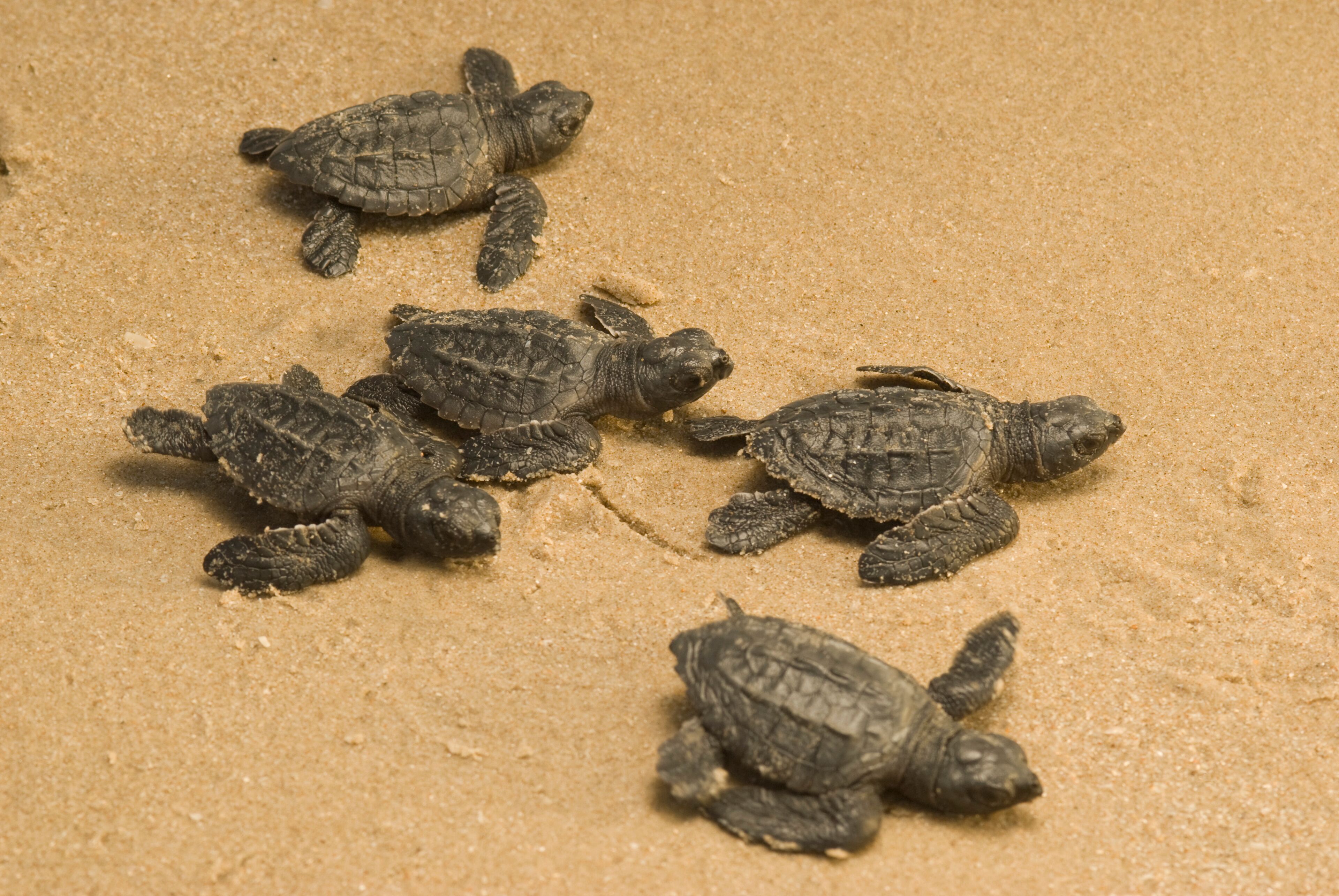 A group of sea turtles on a sandy beach.