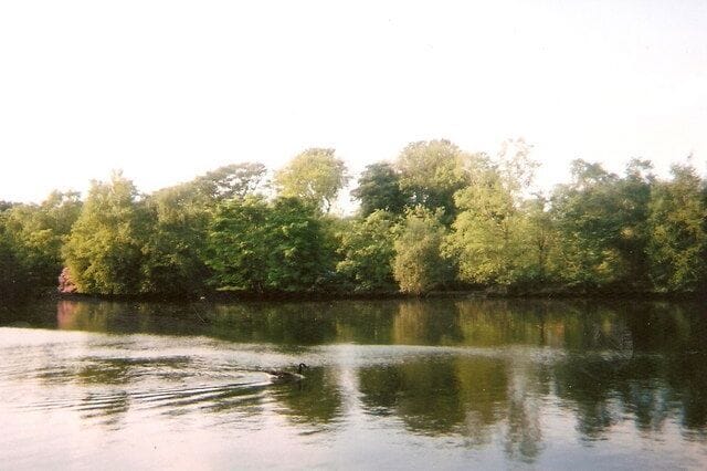 Rhodes Ponds See the Canadian Goose swimming serenely on the waters of Rhodes Ponds, a former industrial area reclaimed and landscaped into a leisure area.