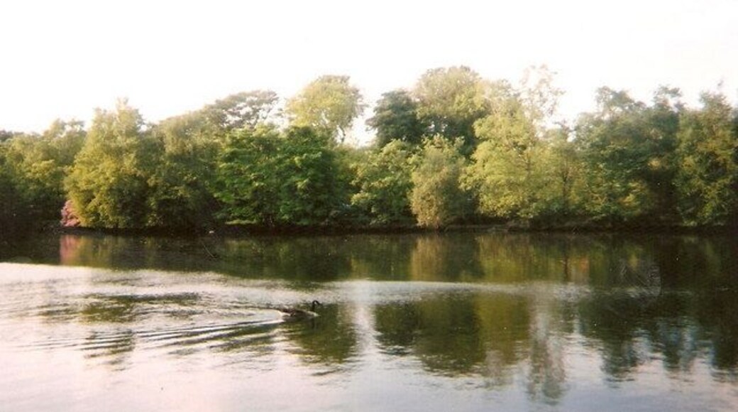 Rhodes Ponds See the Canadian Goose swimming serenely on the waters of Rhodes Ponds, a former industrial area reclaimed and landscaped into a leisure area.