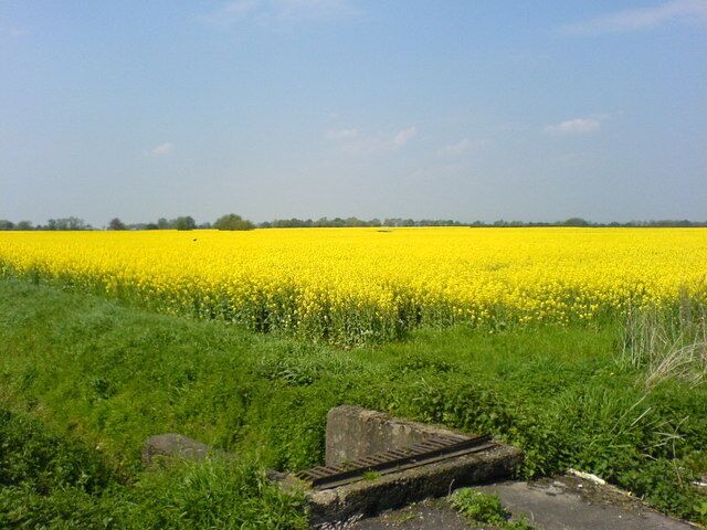 Oilseed Rape Recently flowered oilseed rape (Brassica napus, subsp. oleifera) on Irlam Moss. The concrete structure forms the mouth of a culvert accepting drainage water from the ditch on the left.